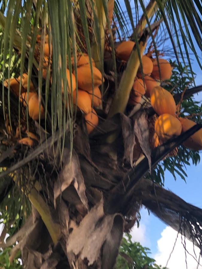 My Ozi Perl Creole Vila Grand' Anse Buitenkant foto